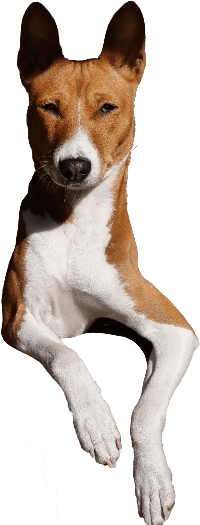 Basenji o rudo-białej sierści, z uniesionymi uszami, spoglądający wprost w obiektyw